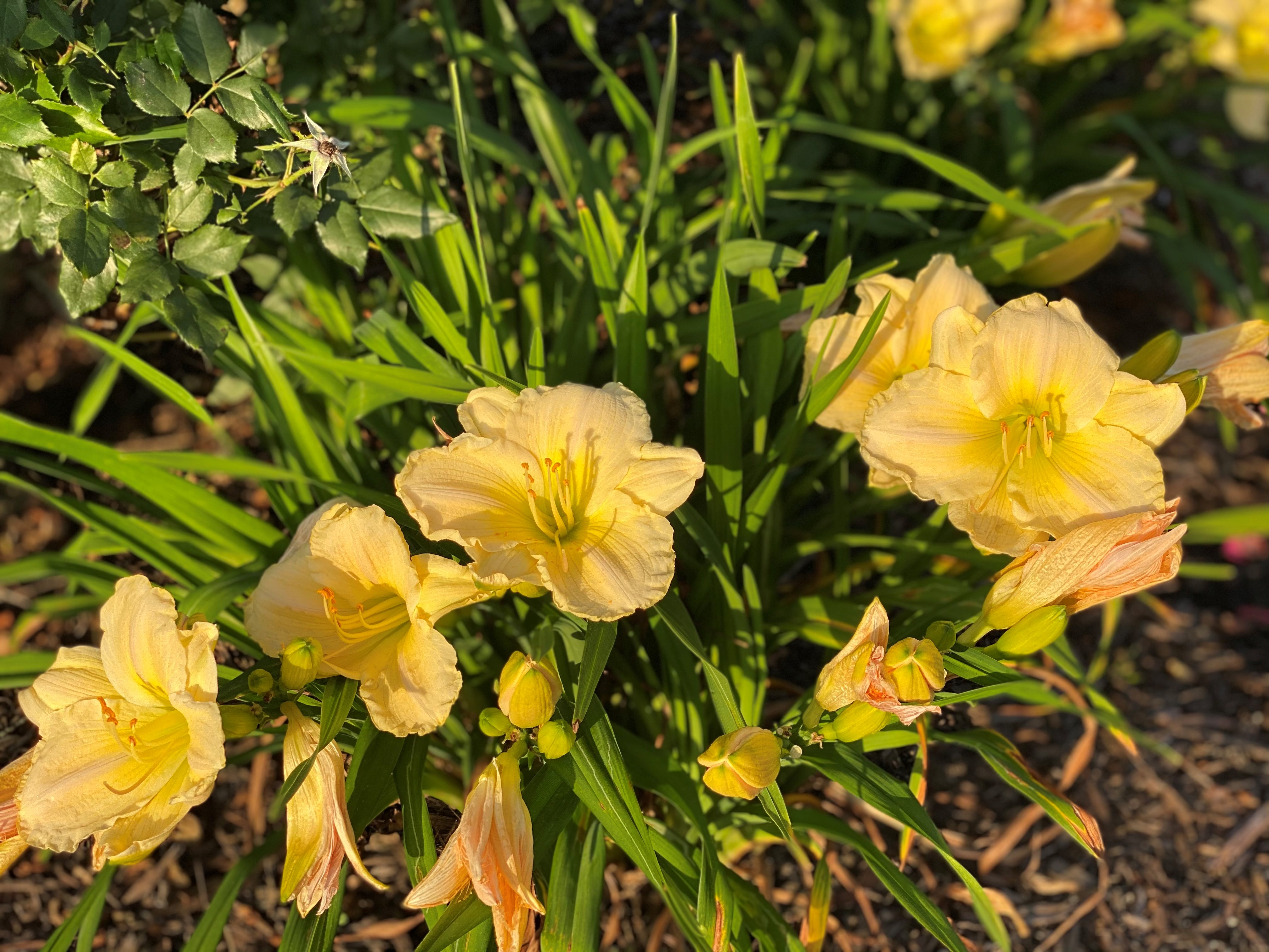Daylilies are delightful